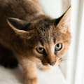 Le stress chronique chez le chat
