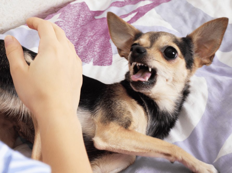 illustration blog - chien qui mord une main