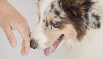 Ethologie et bien-être de l’animal compagnon Ethologie et bien-être de l’animal compagnon, Formations en présentiel - Animal University - Vivre et travailler dans le respect de l’animal