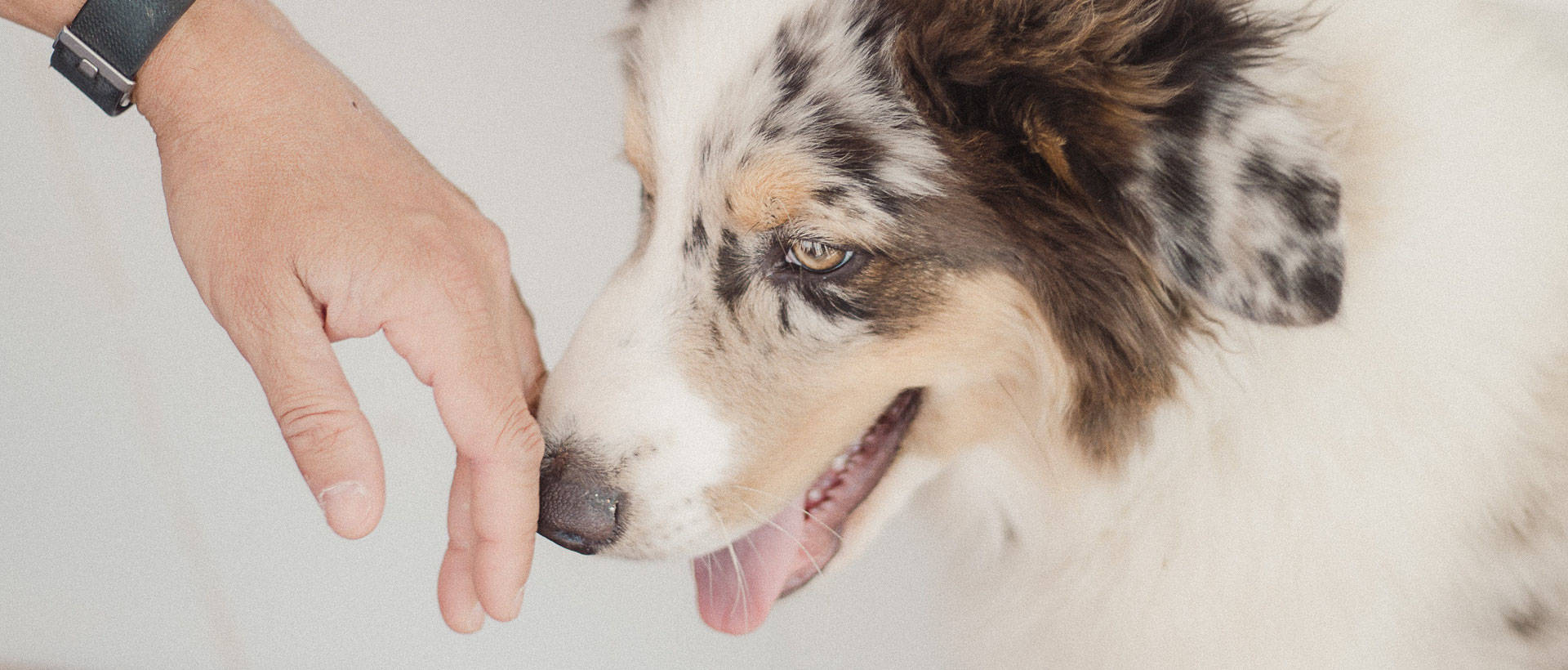 Ethologie et bien-être de l’animal compagnon Ethologie et bien-être de l’animal compagnon, Formations en présentiel - Animal University - Vivre et travailler dans le respect de l’animal