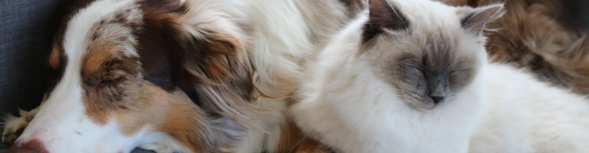 Sans titre (1920 x 500 px) (7) Sans titre (1920 x 500 px) (7)