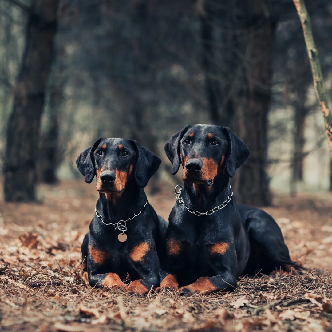 Animal University - Impact des colliers coercitifs sur l'évolution comportementale du chien