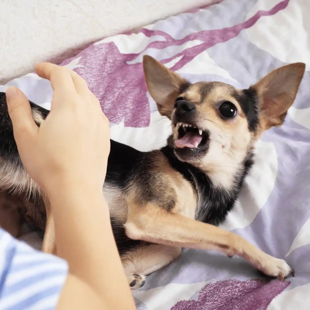 Animal University - L’agression, un comportement adaptatif