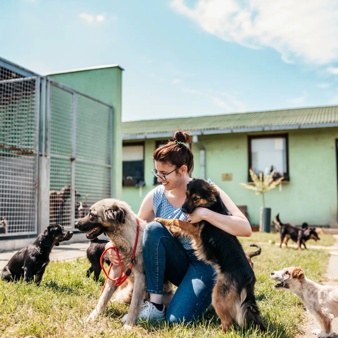 Animal University - Chiots en refuge : la facilité sociale comme levier d'apprentissage