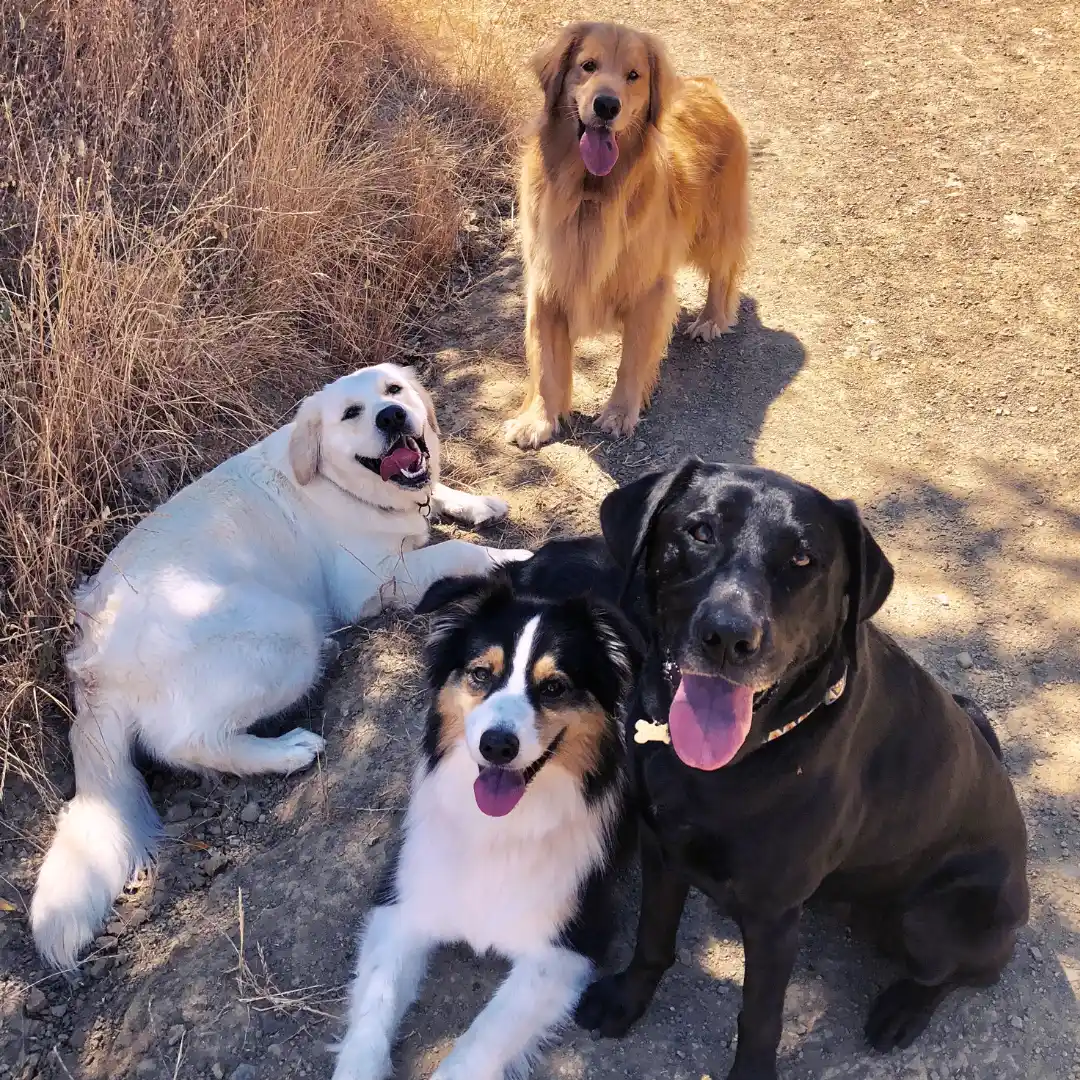 Animal University - Classification morphologique des chiens