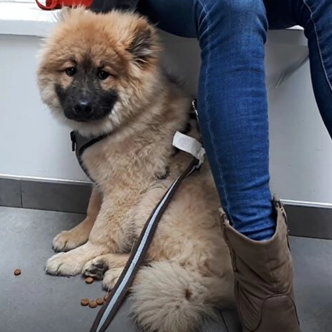 Animal University - Comment rééduquer un chien qui a peur ?