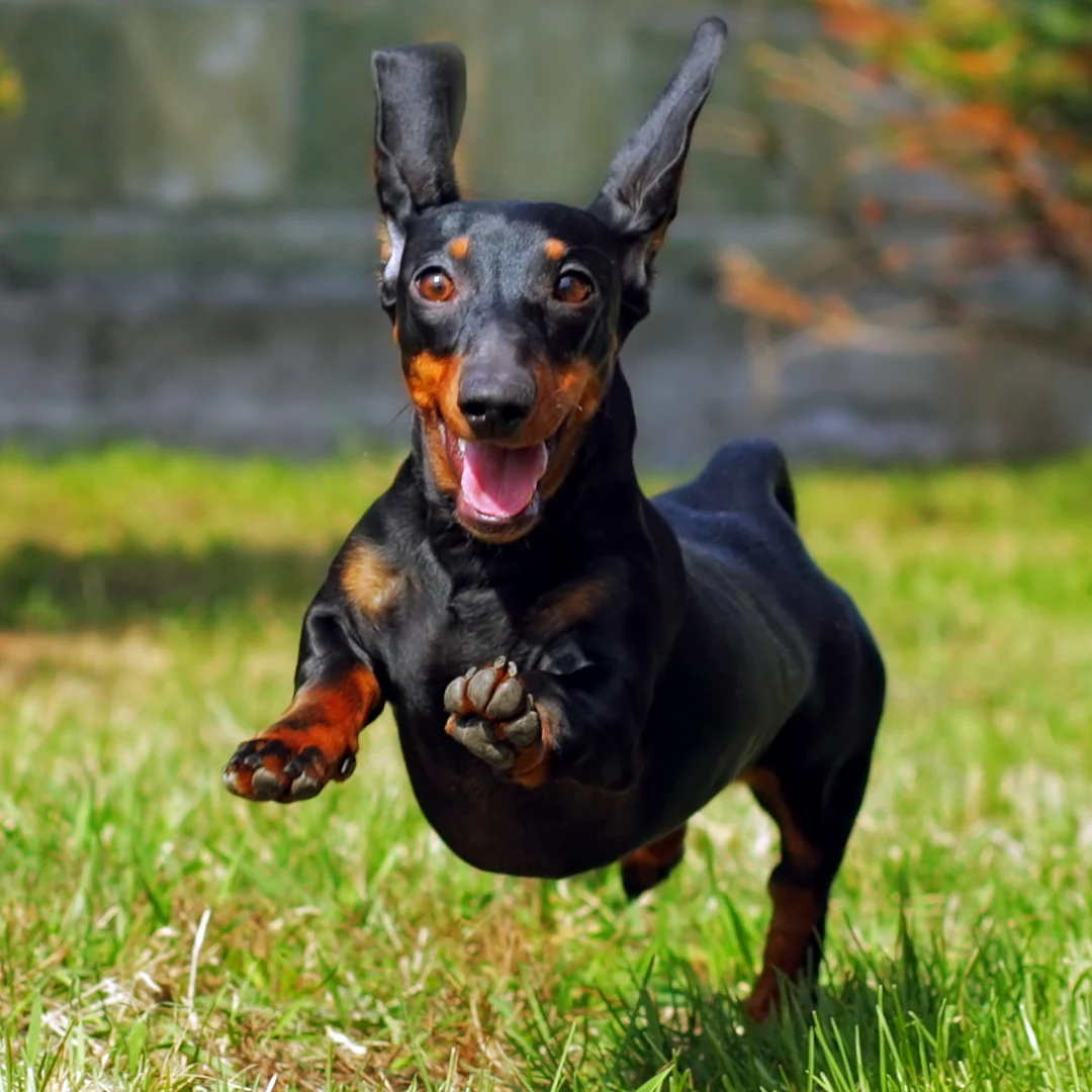 Animal University - Conseils éducatifs pour chiens adolescents