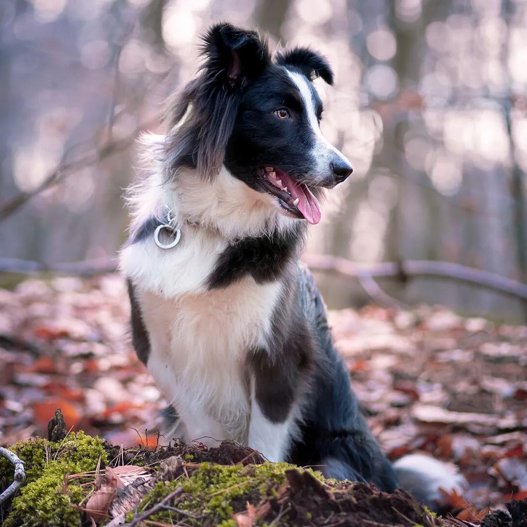 Animal University - Des chiens plus intelligents ?