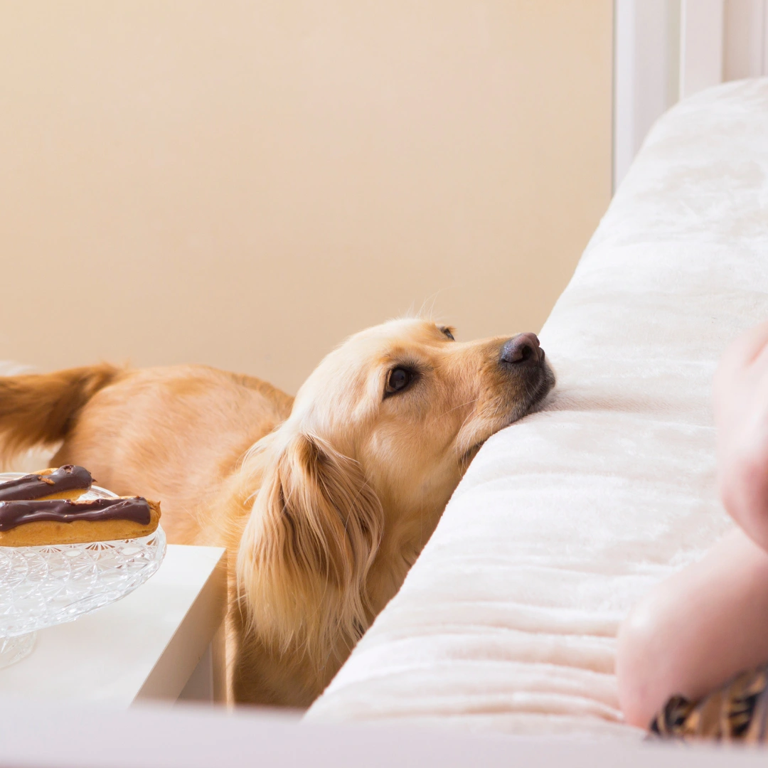 Animal University - Evolution de la communication du chien