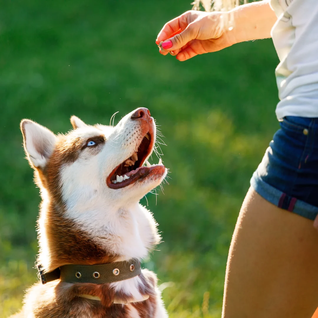 Animal University - Exercice d'auto-contrôle pour chiens immatures