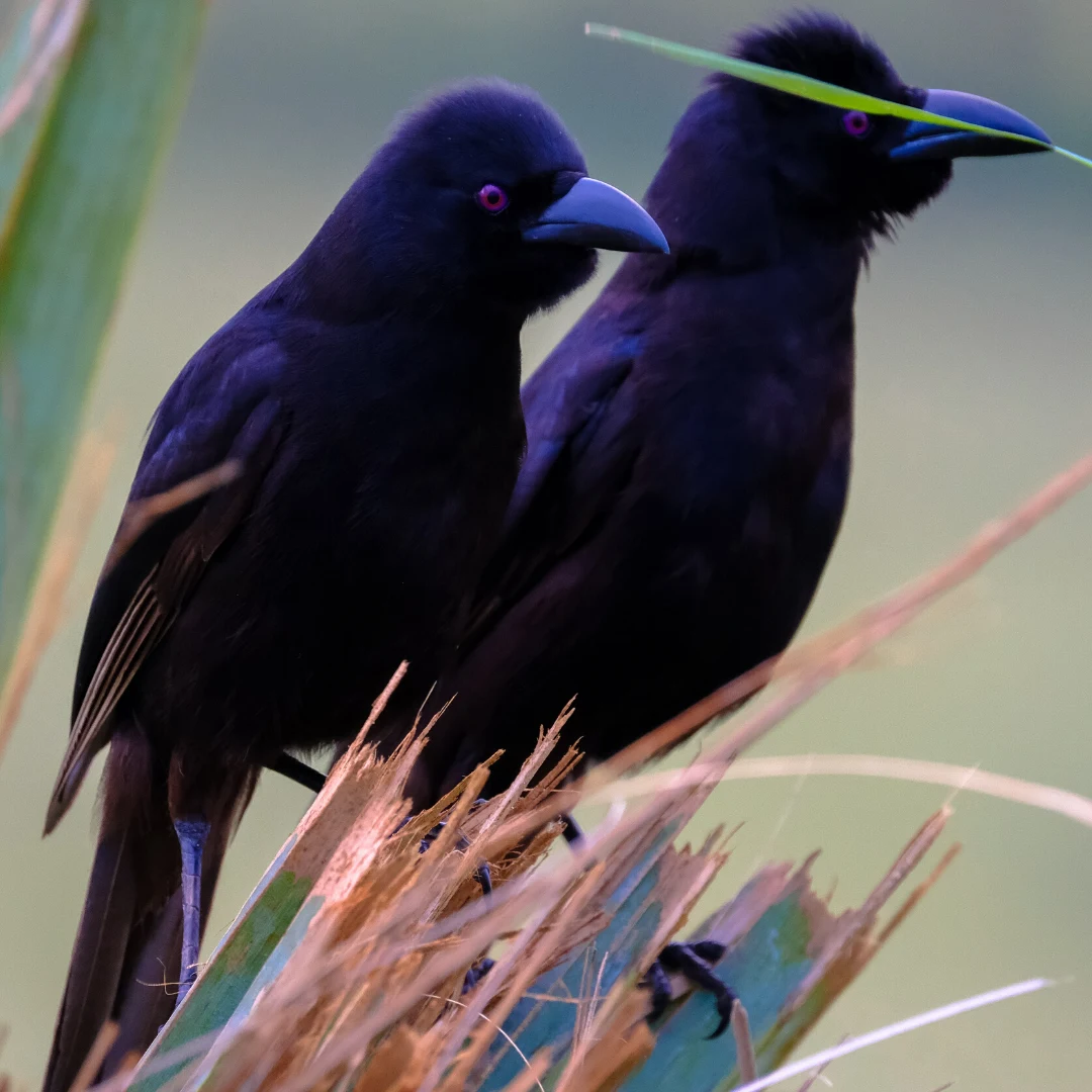 Animal University - Focus sur la notion d’intelligence 