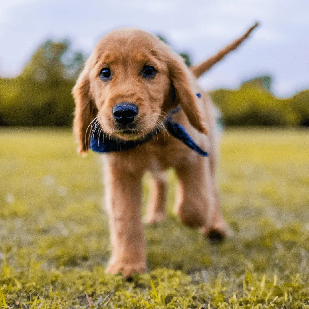 Animal University - Gérer l’activité physique de son chiot
