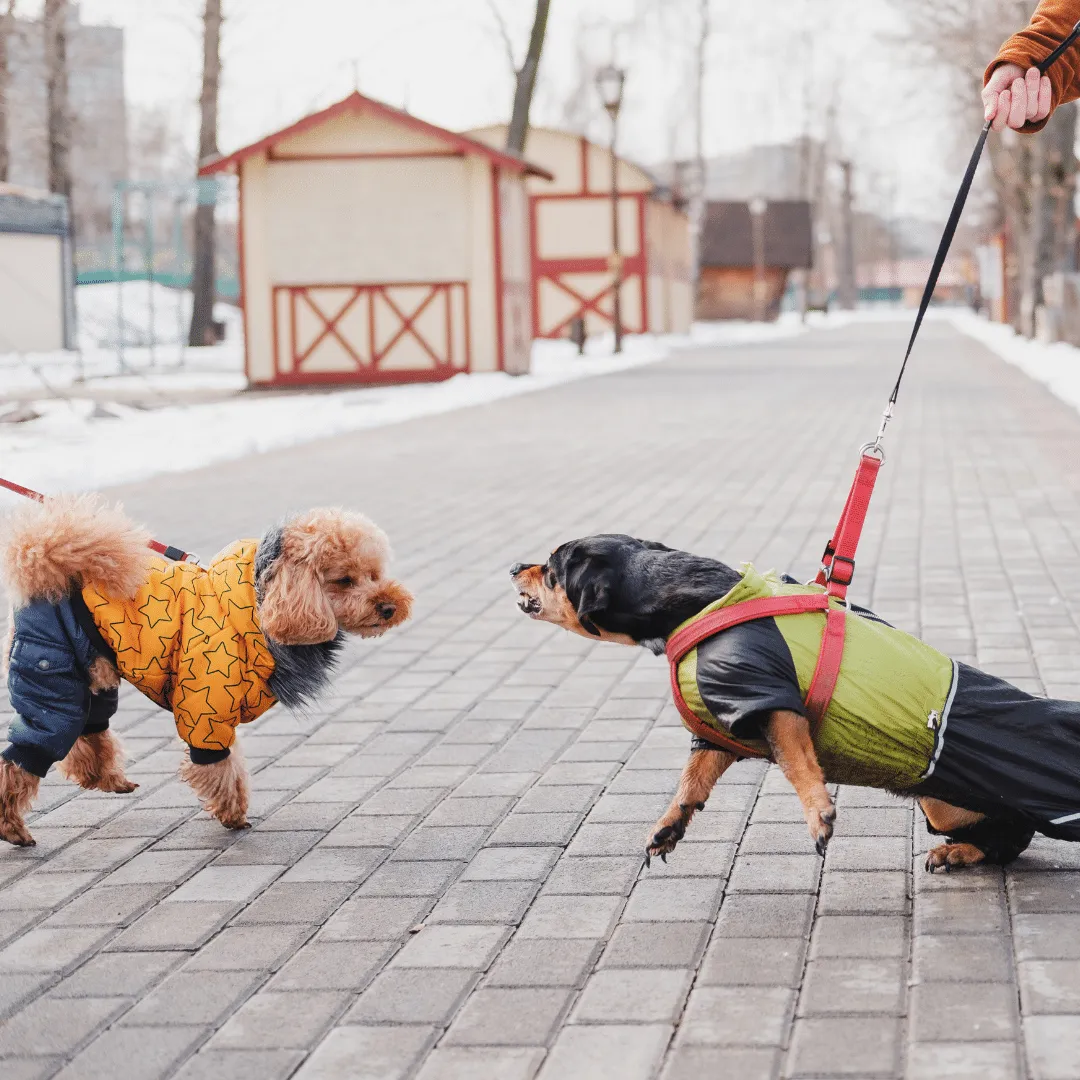 Animal University - Gestion de la réactivité d’un chien vis-à-vis de ses congénères