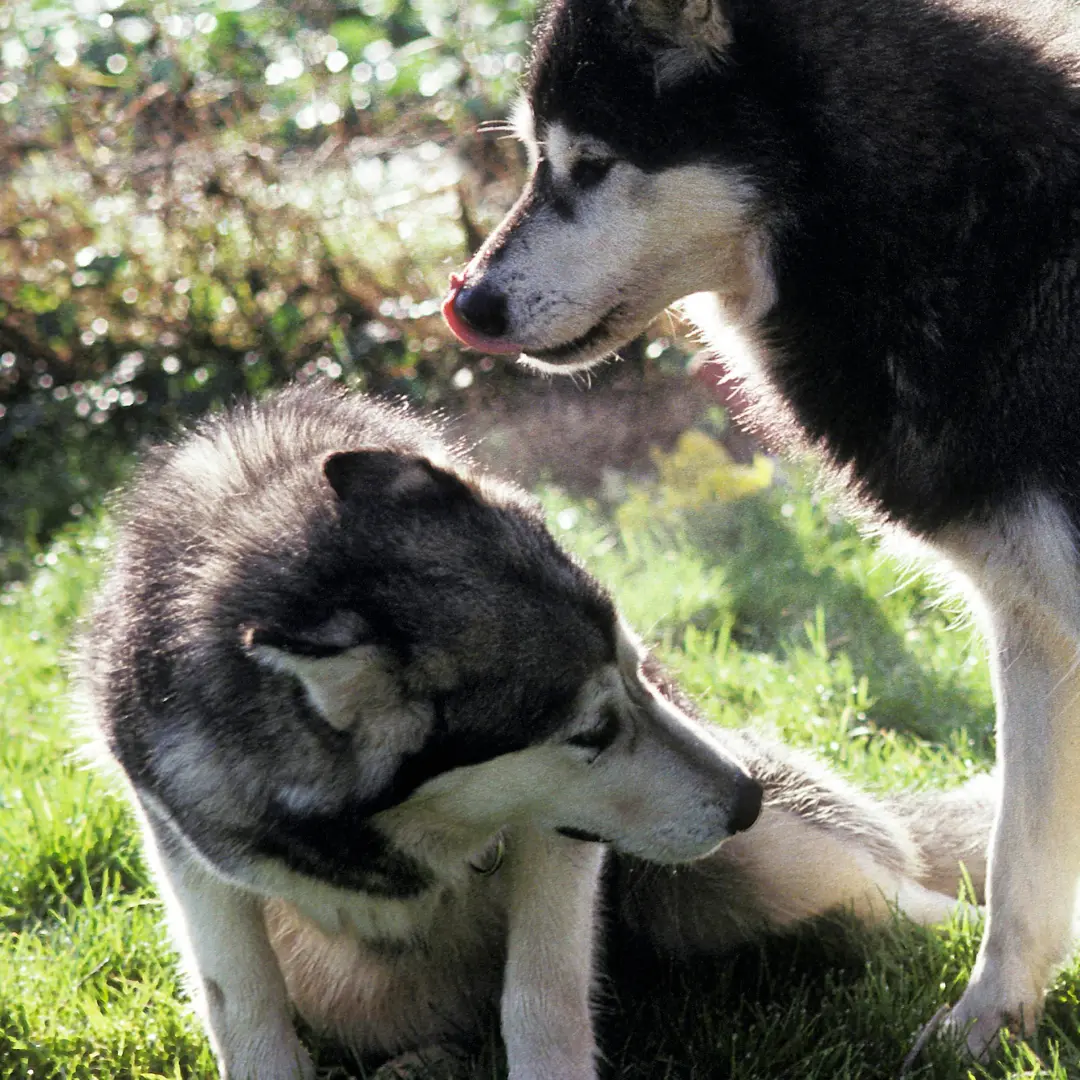 Animal University - Hiérarchie, dominance... Que nous dit la science ?