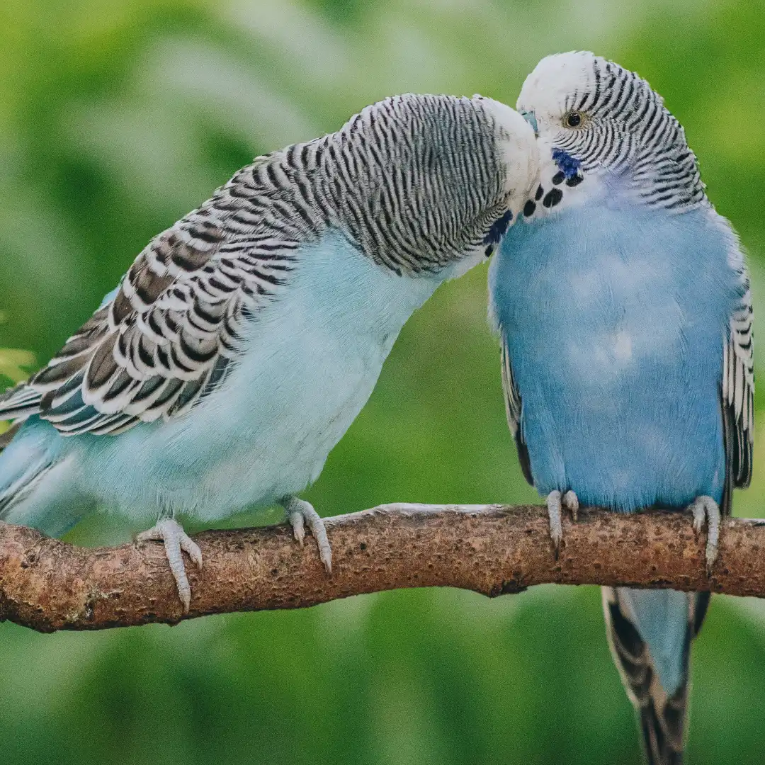 Animal University - L'homosexualité chez les animaux