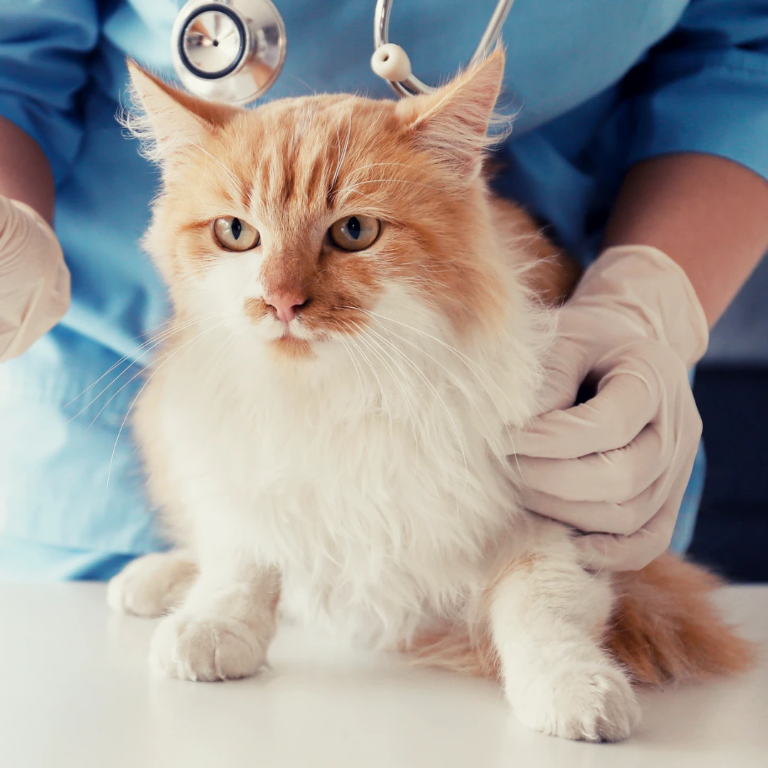 Animal University - L'hyperthermie : qu'est-ce que c'est ?