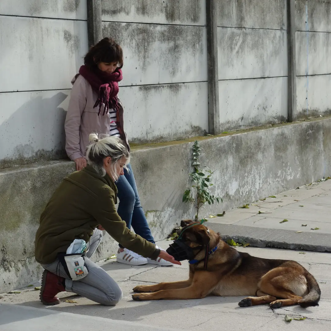Animal University - L'importance de l'observation en rééducation comportementale
