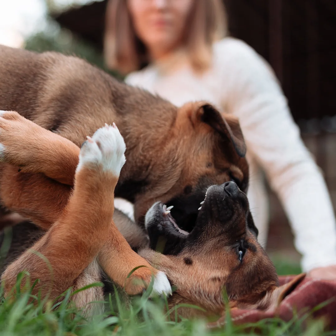 Animal University - Jeu canin : intervenir ou laisser faire ?