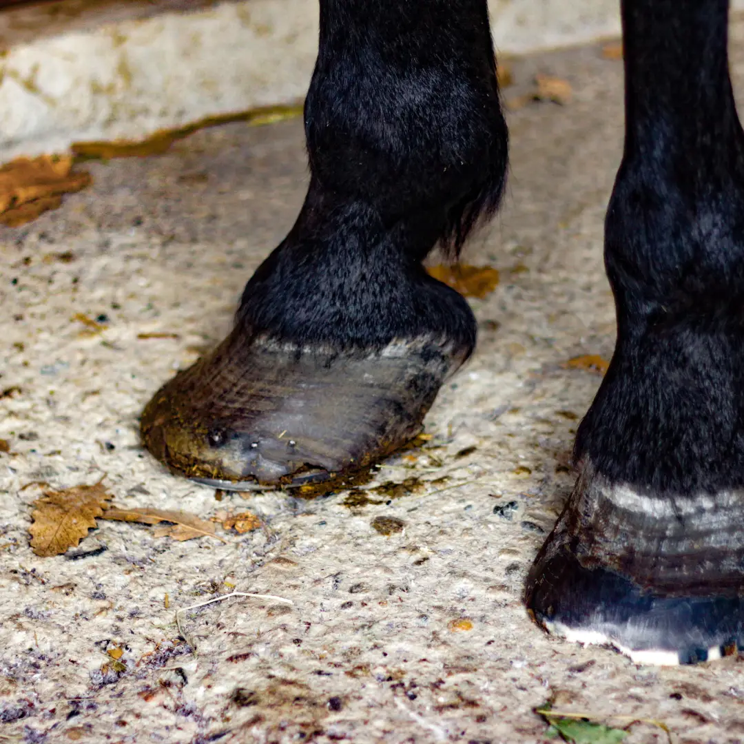 Animal University - La fourbure chez le cheval