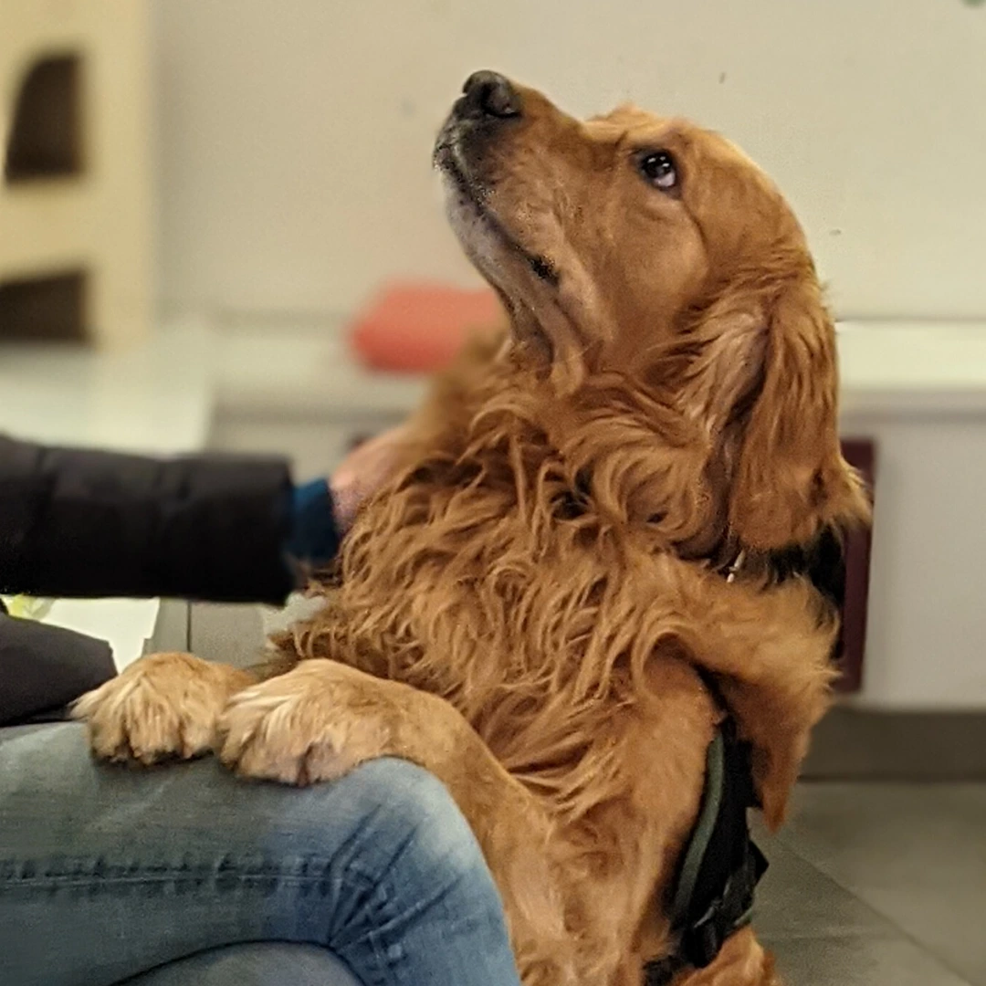 Animal University - La phobie du vétérinaire