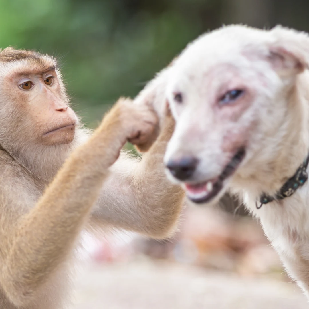 Animal University - La solidarité existe-t-elle dans le règne animal ?