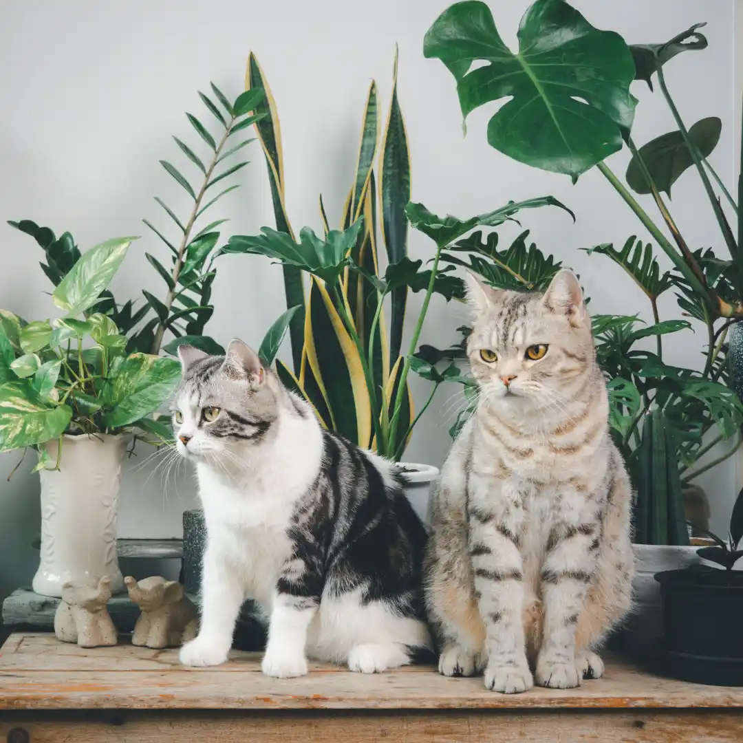 Animal University - Le chat, espèce sociale ou solitaire ?
