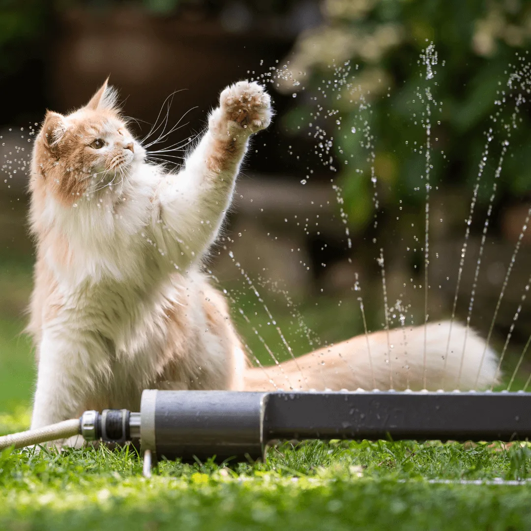 Animal University - Les chats détestent-ils l'eau ?