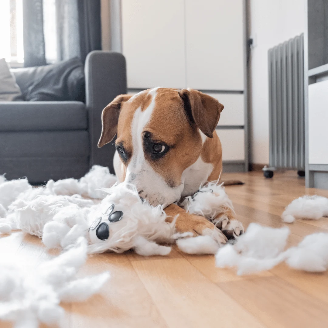 Animal University - Mon animal souffre t-il d'anxiété de séparation ?