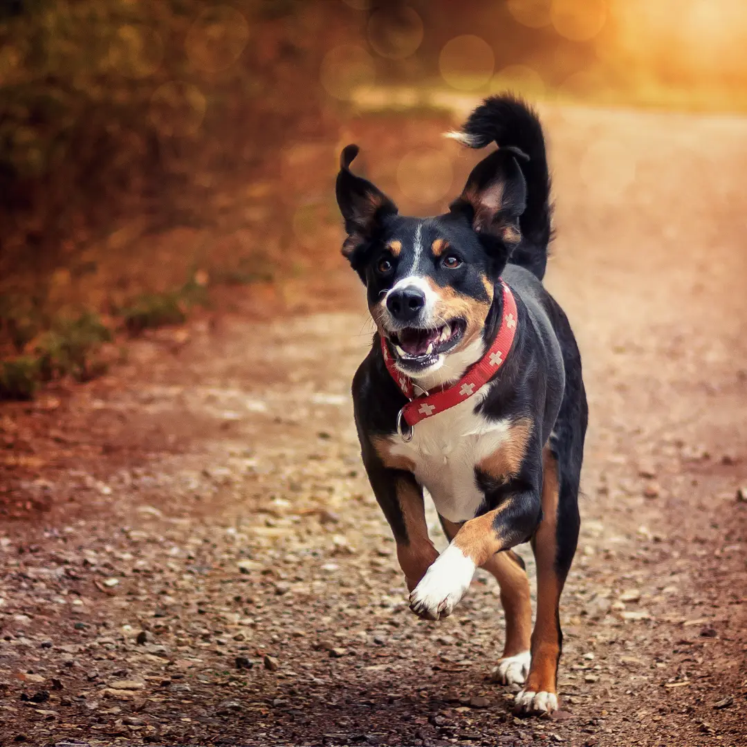 Animal University - Mon chien est-il prêt à être lâché ?