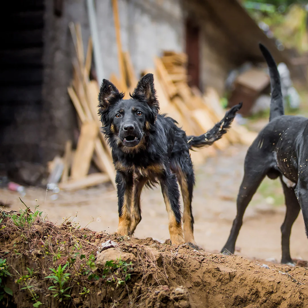 Animal University - Mon chien est-il raciste ?