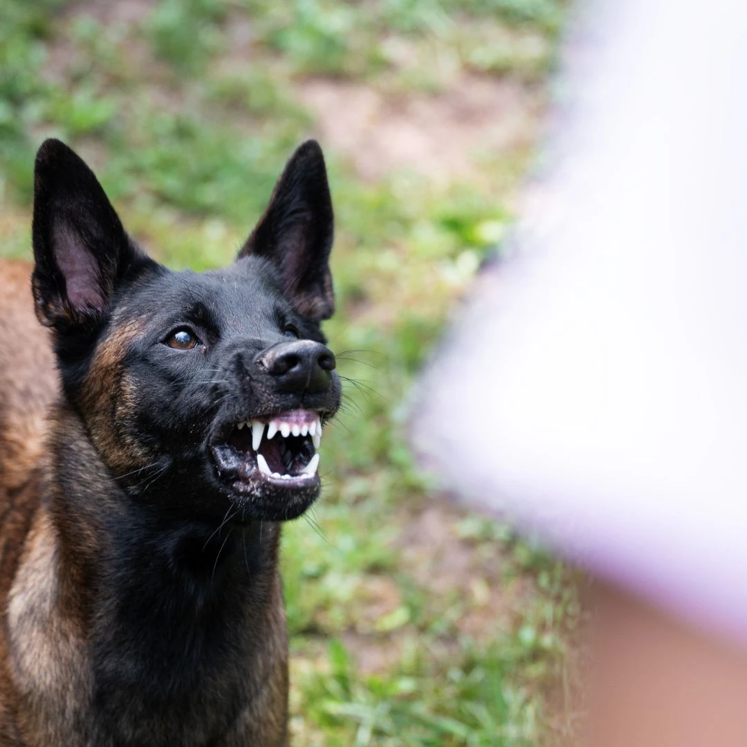 Animal University - Montrer sa peur à un chien
