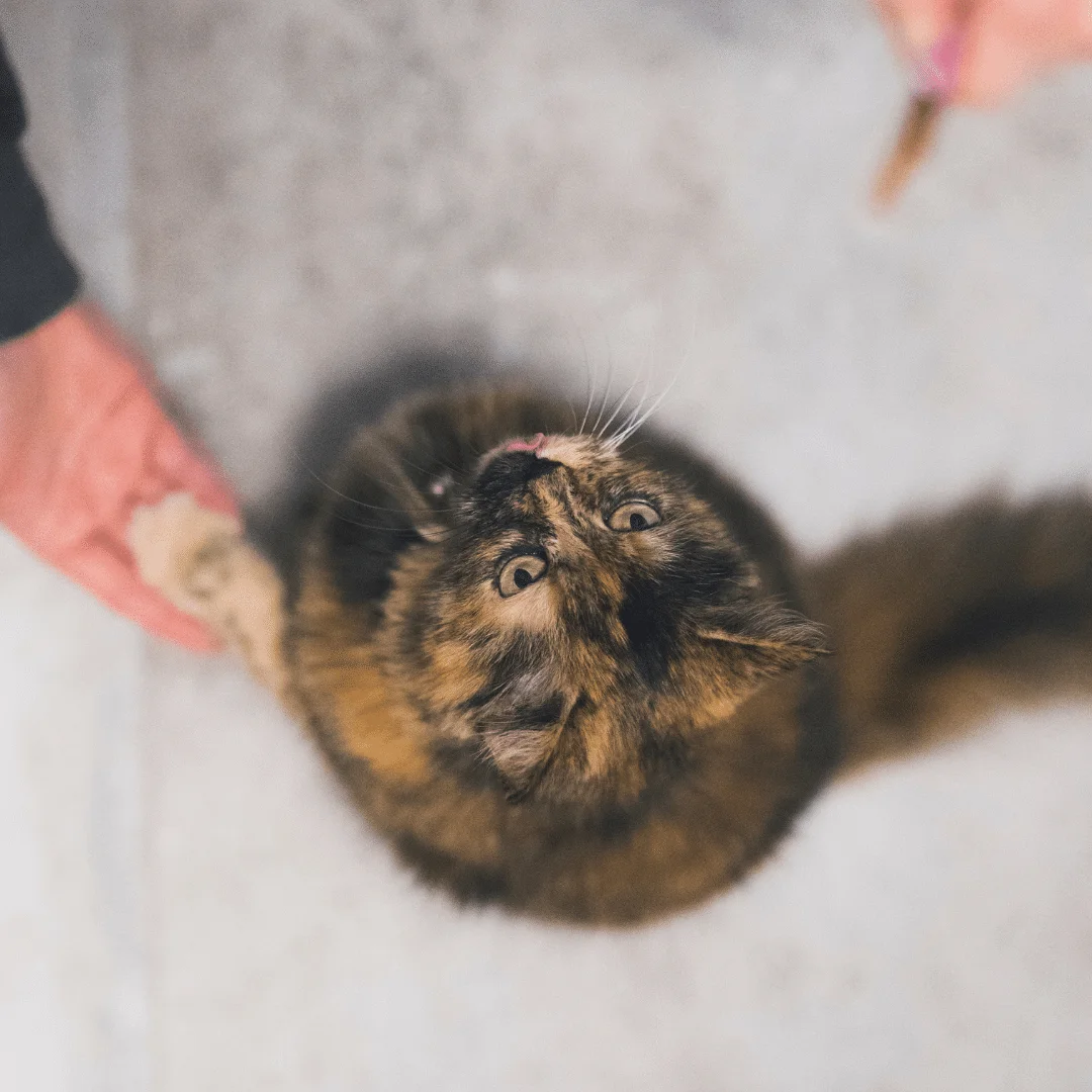 Animal University - Peut-on entraîner son chat ?