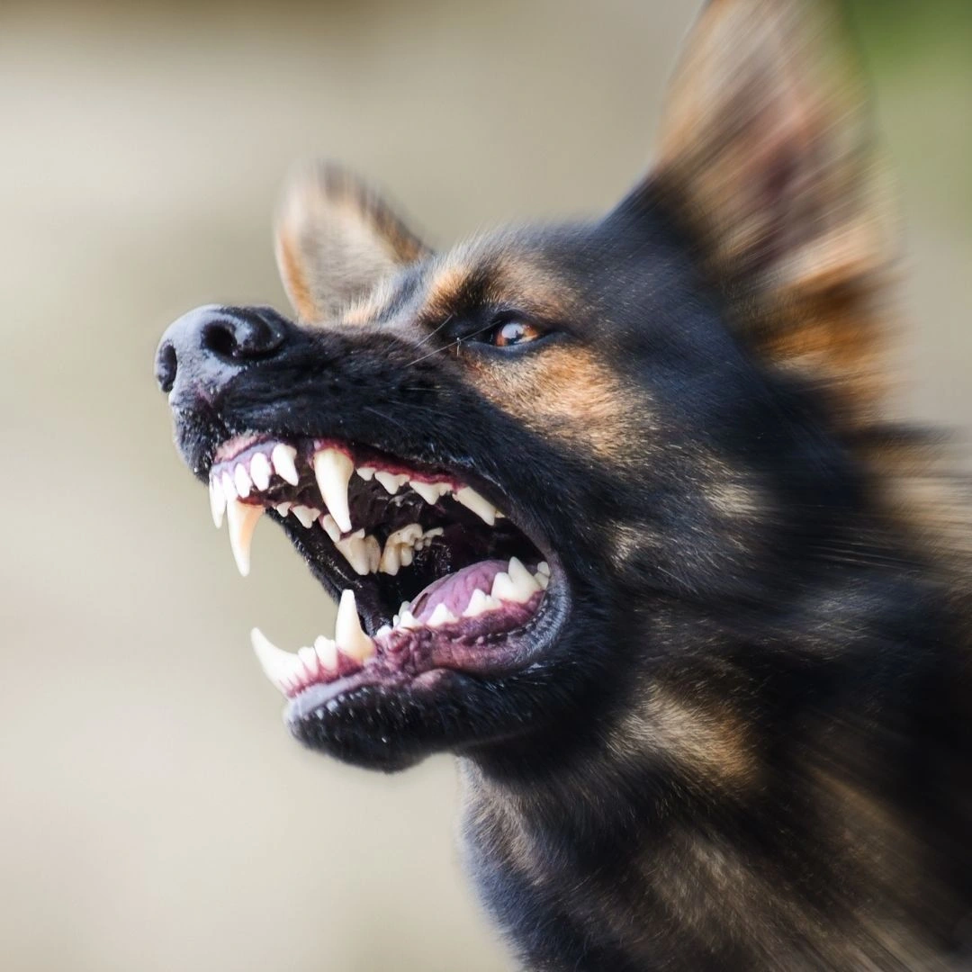 Animal University - Peut-on réellement rééduquer un chien dangereux grâce à l'éducation positive ?