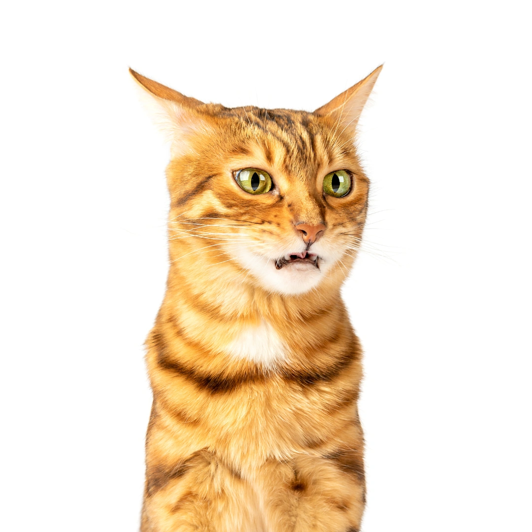 Animal University - Pourquoi mon chat fait-il cette grimace ? Le flehmen