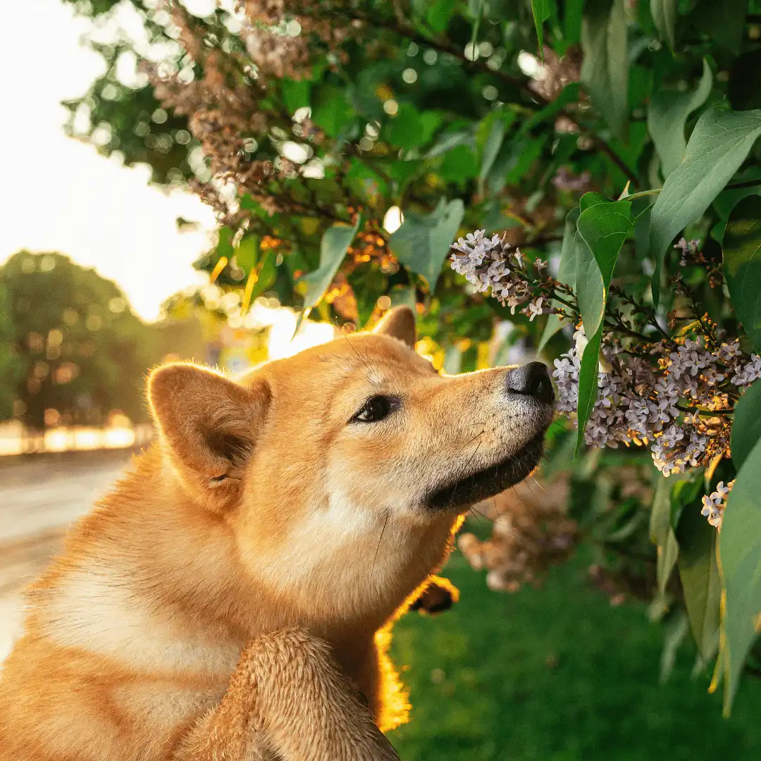 Animal University - Pourquoi mon chien claque-t-il des dents ?