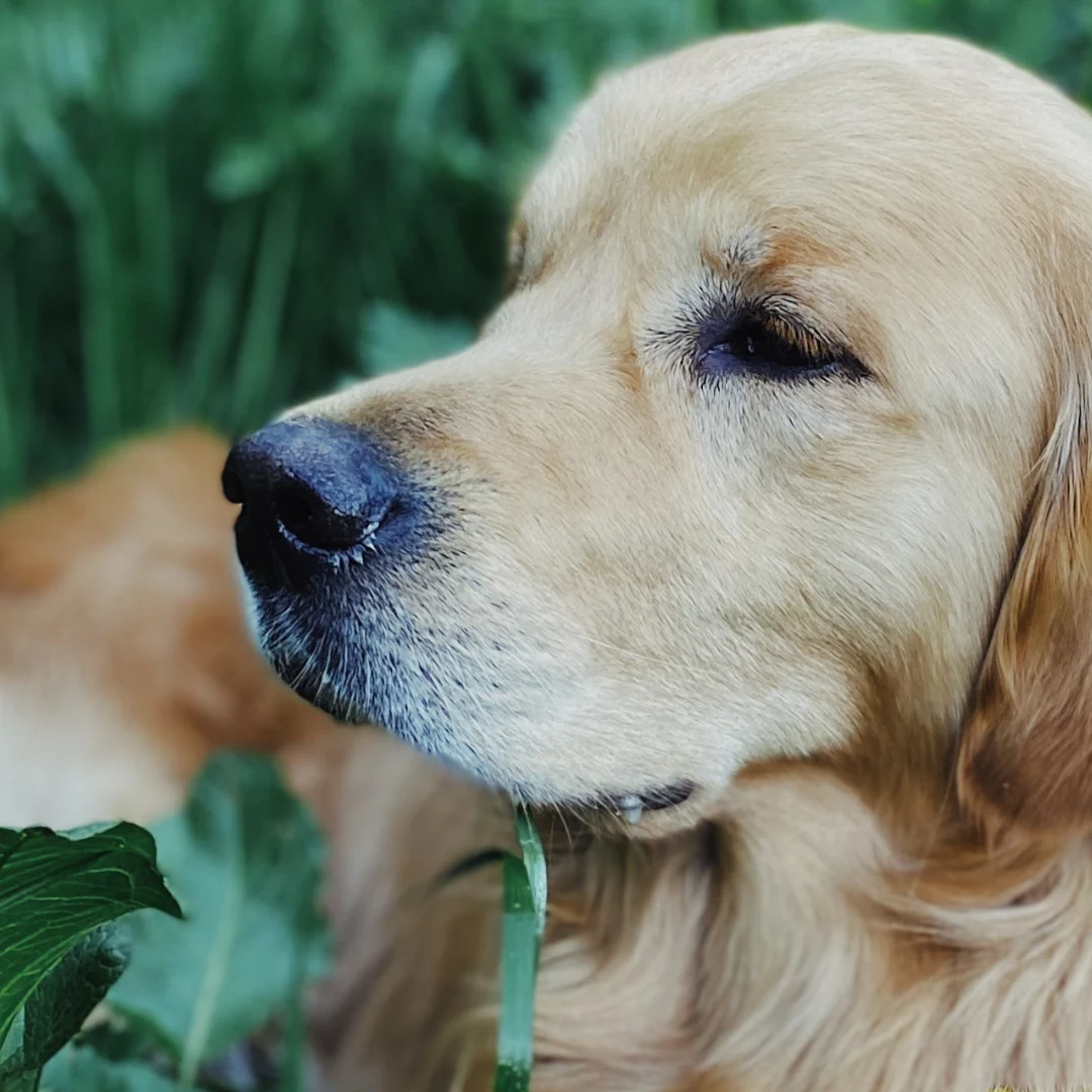 Animal University -Pourquoi mon chien mange-t-il de l'herbe ?