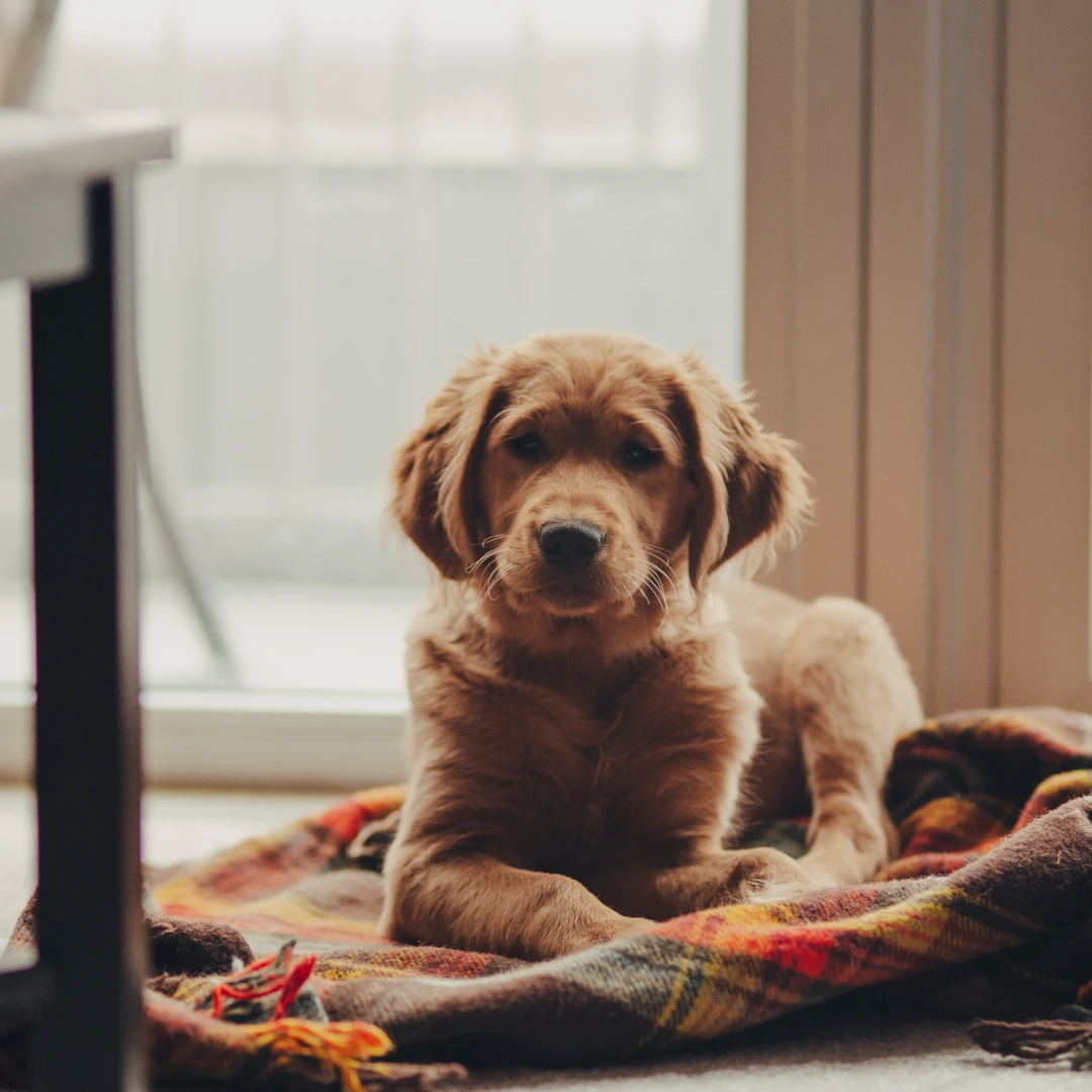 Animal University - Les premiers pas de l'adoption : l'importance de la routine
