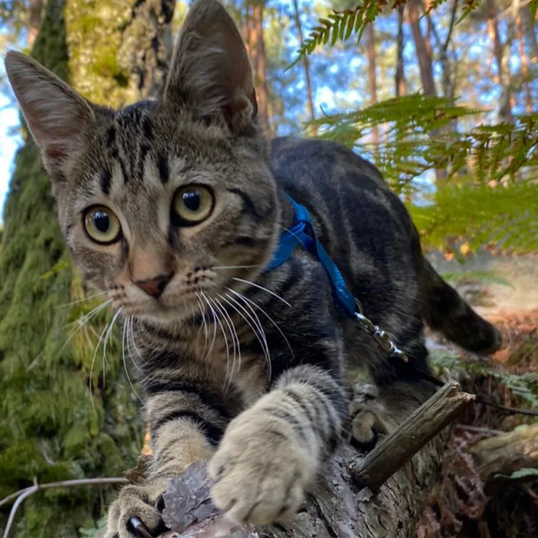 Animal University -Promener son chat en laisse