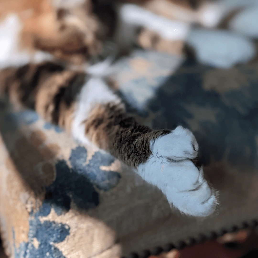 Animal University - Qu’est-ce que la polydactylie ?