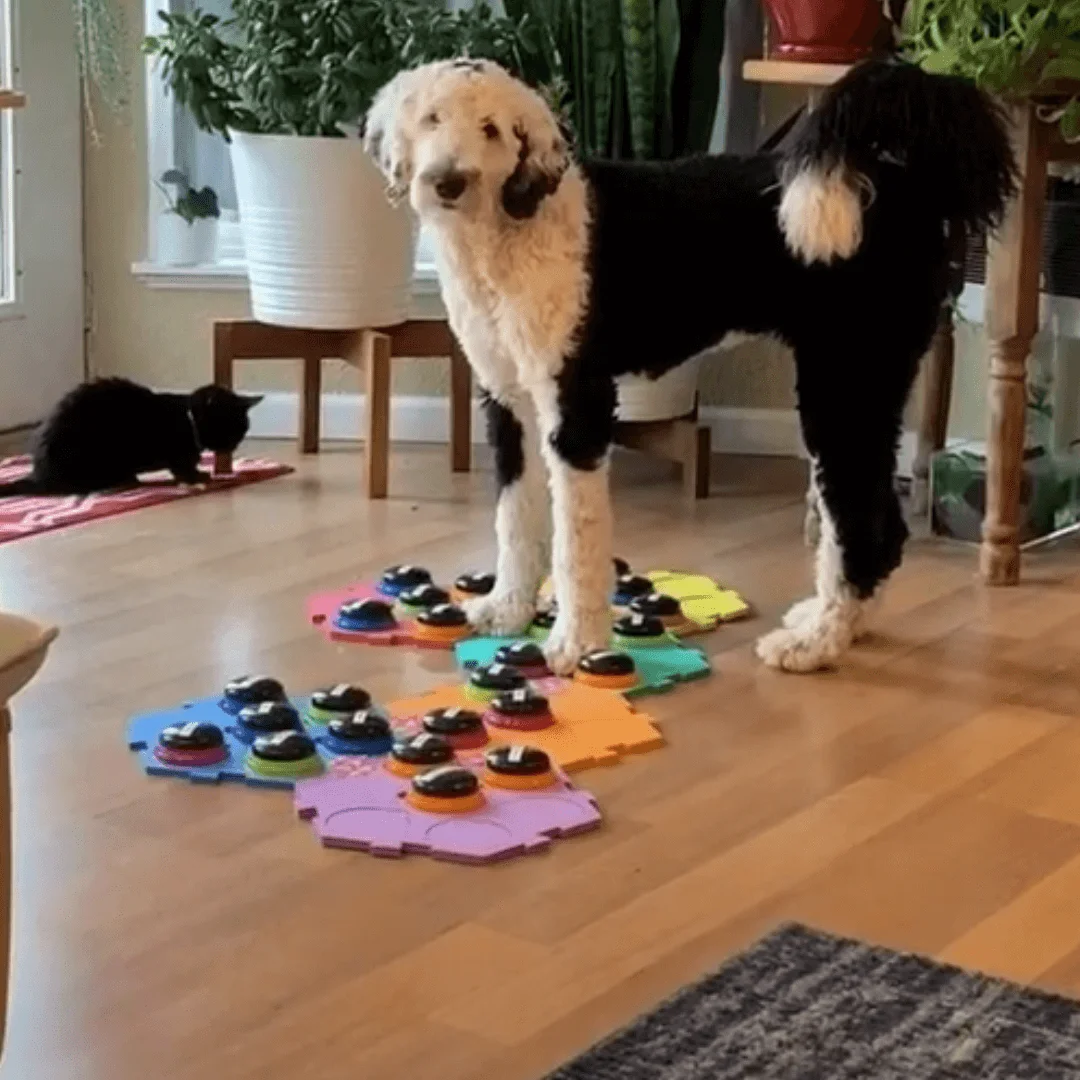 Animal University - Que penser des tapis buzzers pour “faire parler” son chien ?