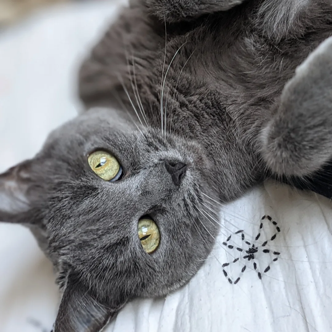 Animal University - Ronronnement : origines et fonctions