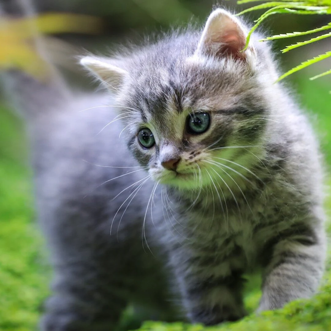 Animal University - Vaccin : santé et comportements