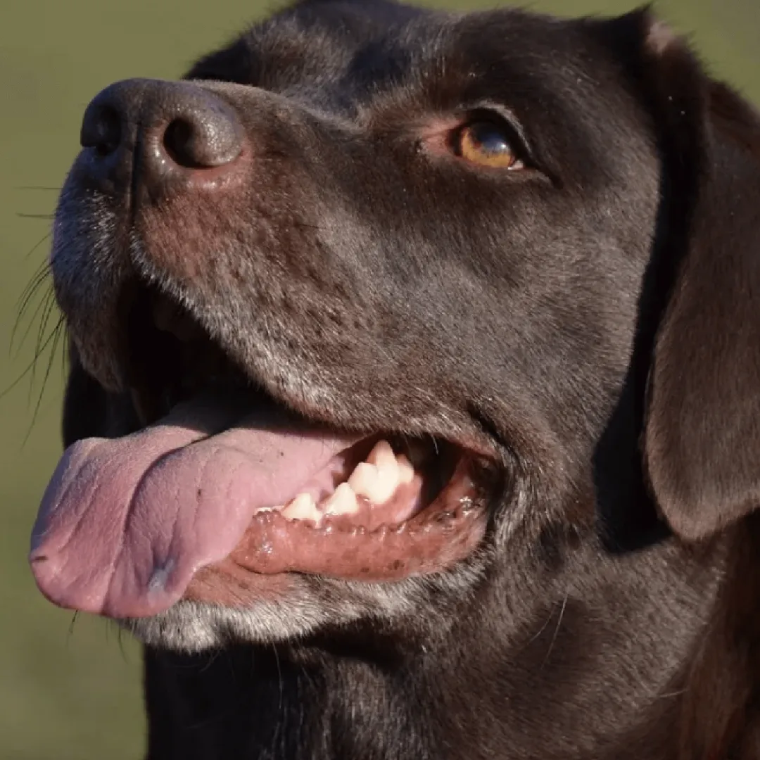 Animal University - Woopets parle de la Pet Revolution