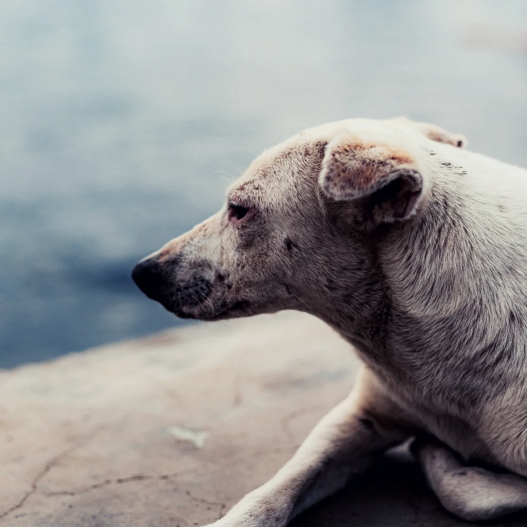 Animal University - L'adoption des chiens libres et errants
