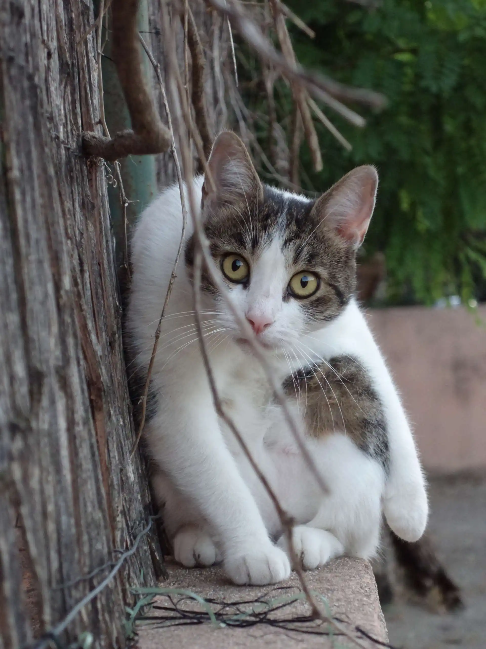 Animal University - Chaton blanc et tigré aux yeux ronds observant son environnement en restant tapi contre un mur