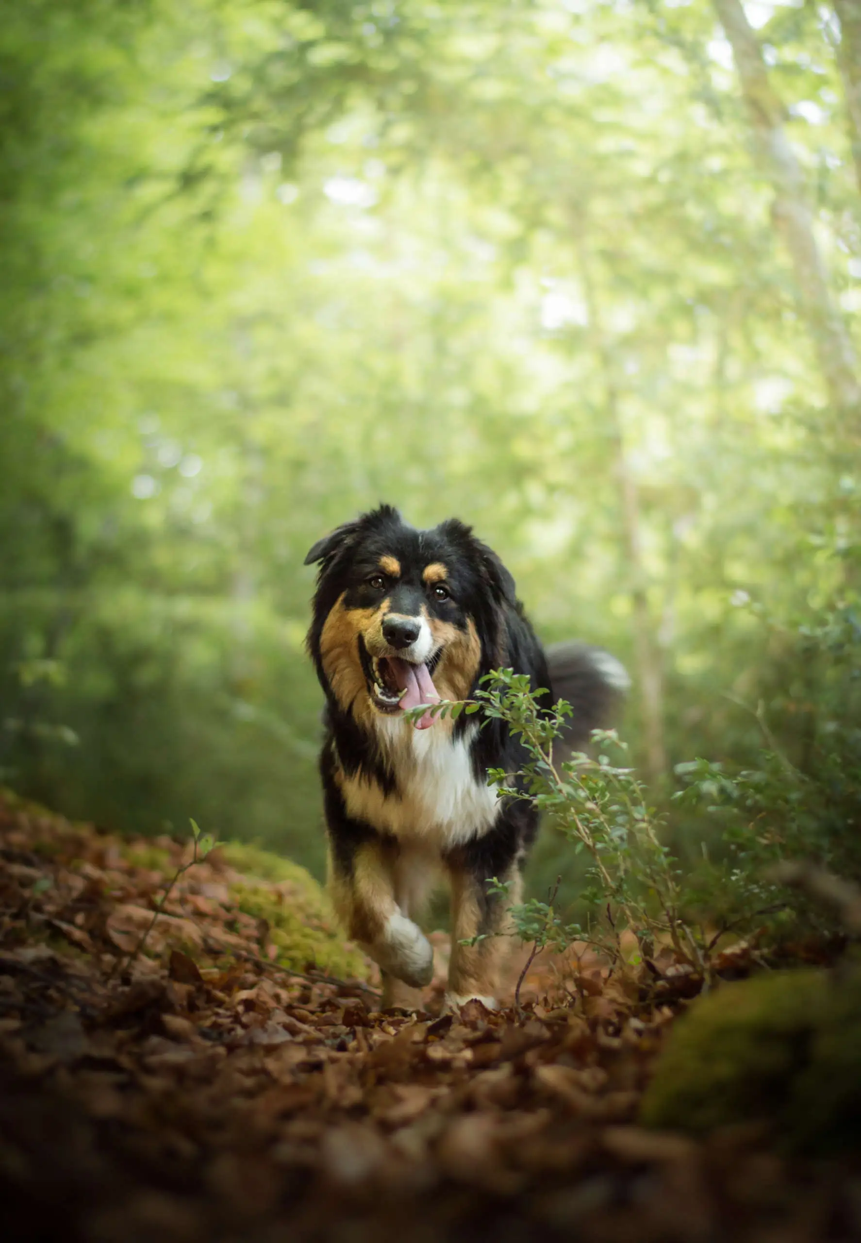 Animal University - Chien berger noir et feu courant joyeusement sur un sentier forestier tapissé de feuilles
