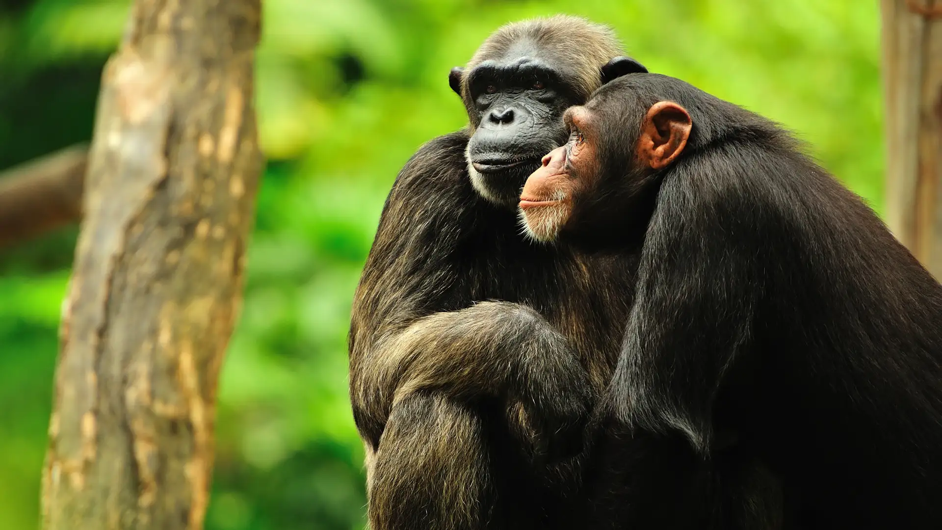 Animal University - Deux chimpanzés enlacés dans une posture affectueuse, sur fond de végétation tropicale