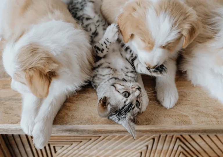 Animal University - Formation ACACED, Deux chiots jouant avec un chat pour illustrer la formation ACACED chien et chat d’Animal University