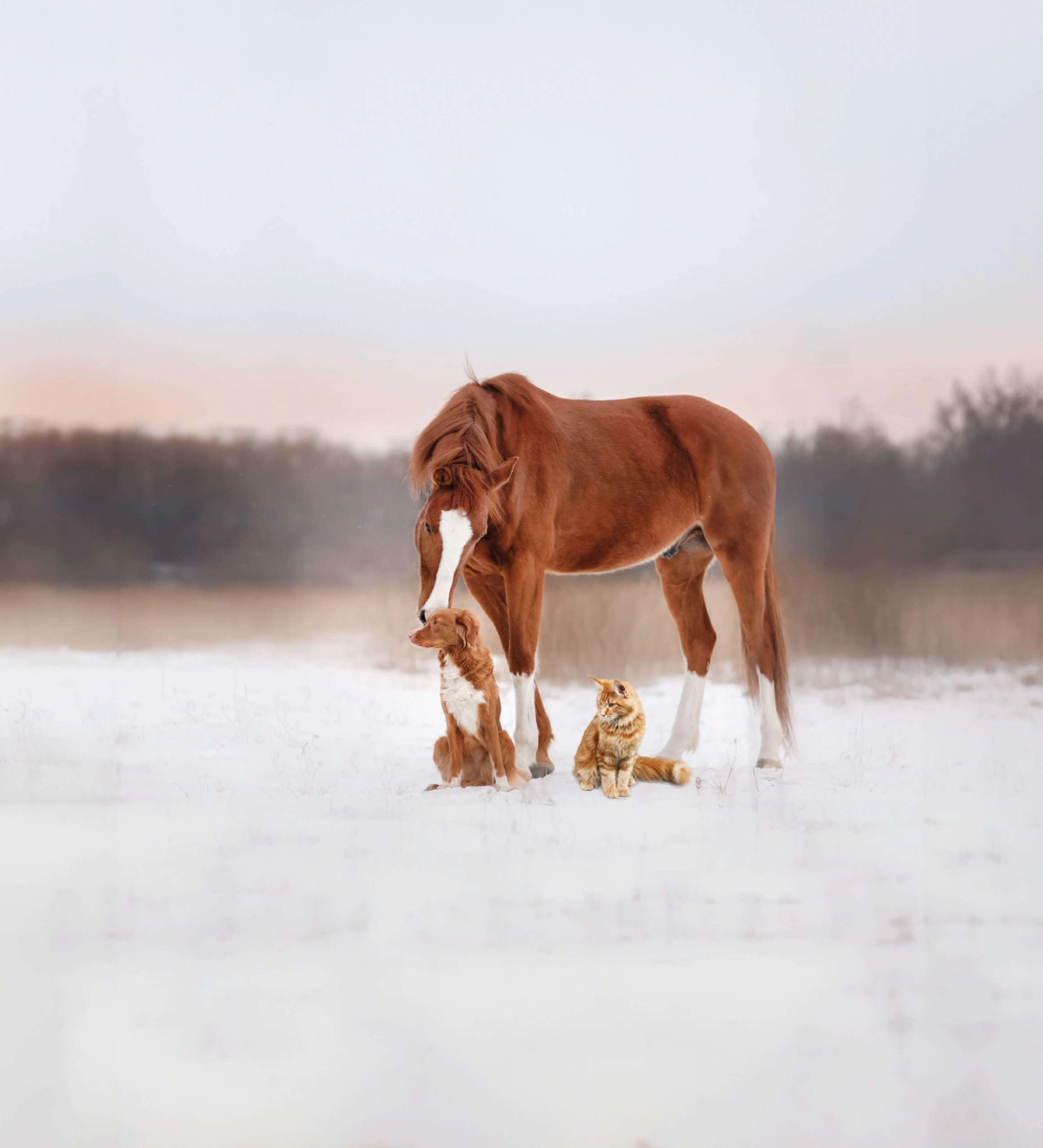 Formation en éthologie appliquée – apprentissage du comportement animal (chien, chat, cheval)