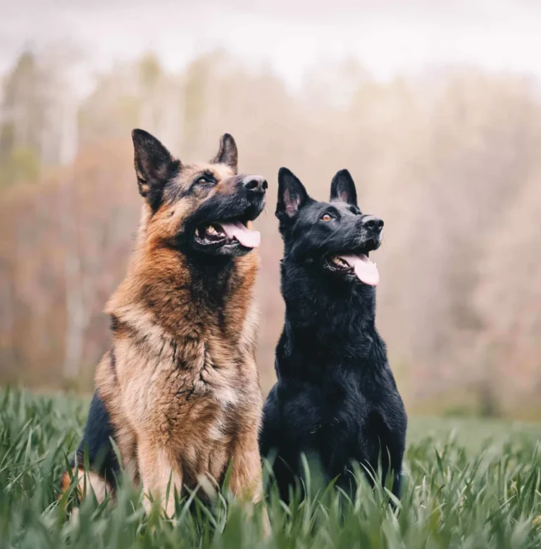 Animal University - Prévention du risque canin, Deux bergers allemands attentifs illustrant la formation prévention du risque canin d’Animal University